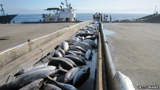 Tesco Criticised By Greenpeace Over Tuna Brand Bbc News 