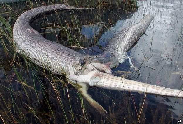 Snake burst open after eating alligator