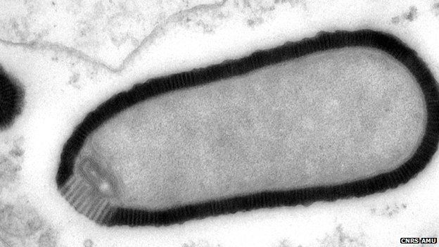 Life Size: Virus & Microorganism Science Activity