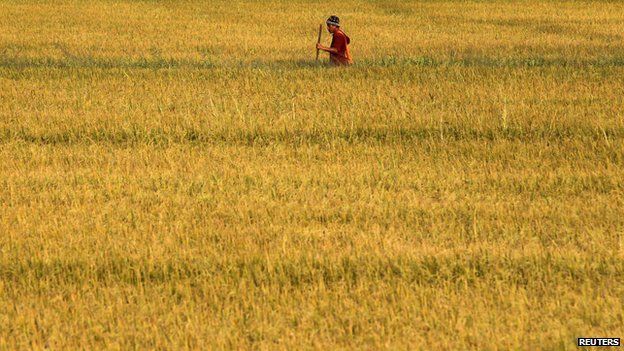 Thai farmer works in rice field
