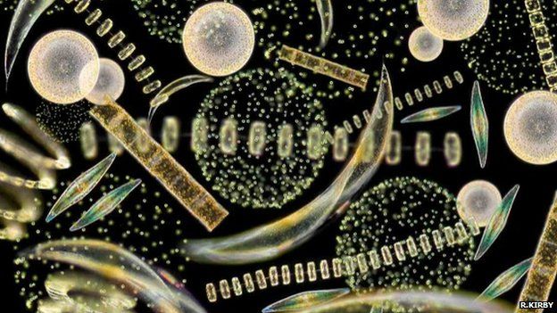 Mixed phytoplankton (Image courtesy of Dr Richard Kirby)