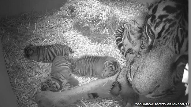 AW! Check out these Siberian tiger cubs born at Six Flags Wild