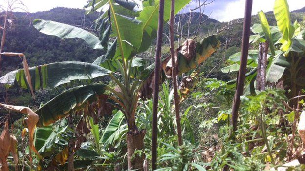 Marijuana plants in Jamaica