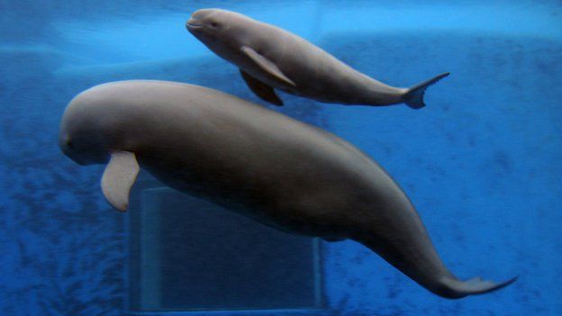 Yangtze finless porpoises in captivity