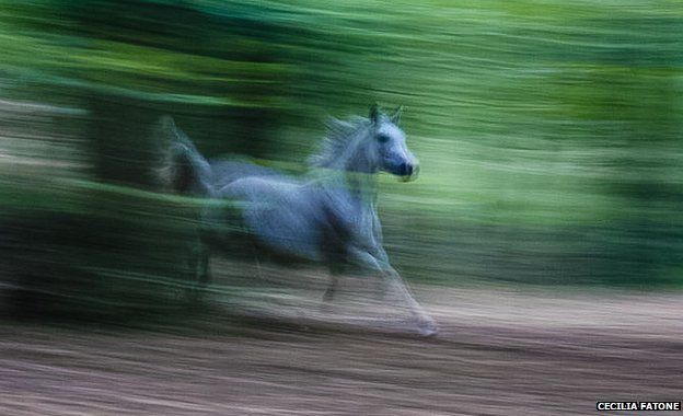 A white horse gallops against a leafy green background
