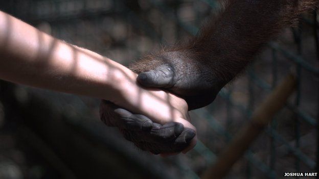 An orangutan holds a human hand