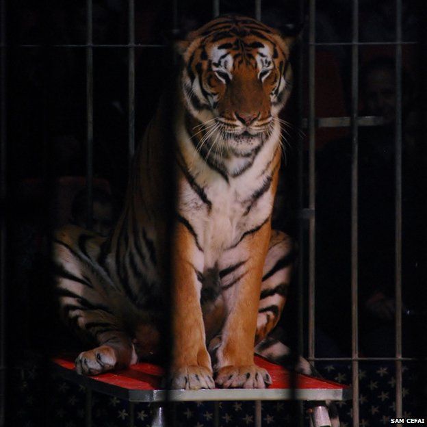 A tiger in a cage
