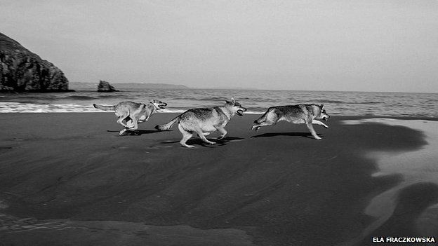 Three dogs run along a beach