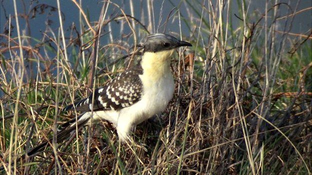 Great spotted cuckoo