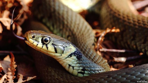 Pictures: Amazing spring pictures - BBC Newsround