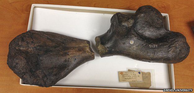 Monster turtle fossils re-united