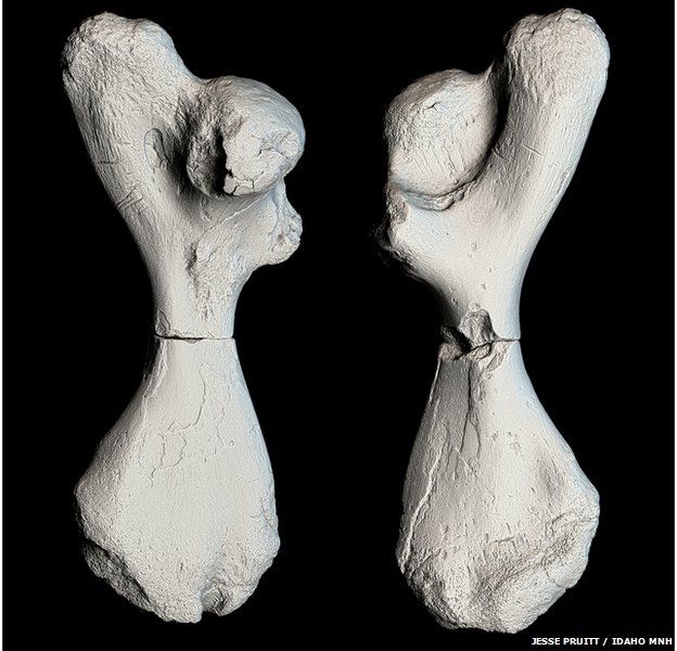 A 3D scan of the two halves