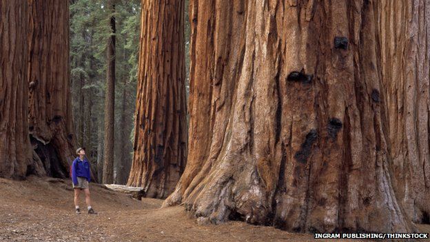 Four of Britain's tallest trees in glen near Inverness - BBC News