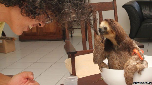 A young sloth objects to being weighed