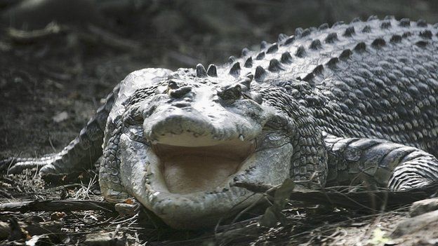 A 35 year-old female Saltwater Crocodile, Australia's most dangerous predator, is exhibited at Taronga Zoo 9 August 2005 in Sydney Australia.