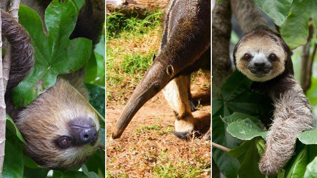 Two-toed sloth, giant anteater, three-toed sloth