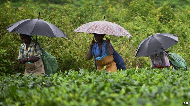 Assam tea pickers