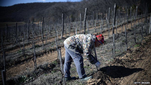 Worker in Crimean vineyard (March 2014)