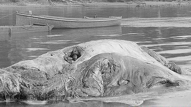 Rheumatism sufferer inside the carcass of a whale in Eden