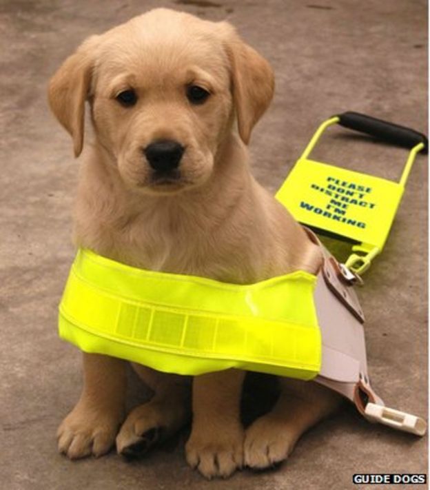 Pavement parking ban call by Guide Dogs charity BBC News