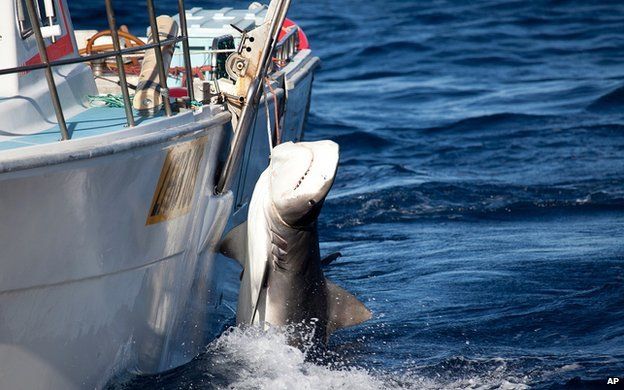 Male tiger shark killed as part of Western Australia cull