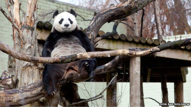 Tian Tian was starting to show signs that she was ready to breed
