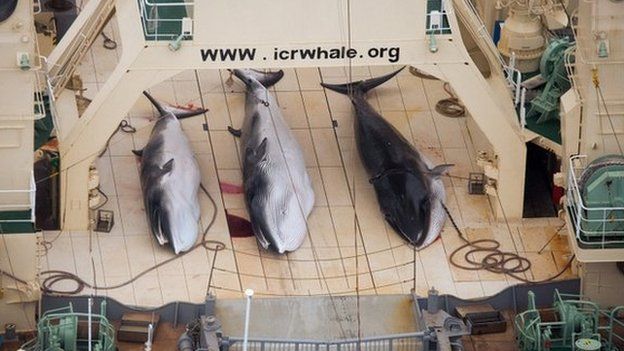 File photo: Three minke whales dead on the deck of the Japanese factory ship Nisshin Maru inside a Southern Ocean sanctuary, according to anti-whaling activists Sea Shepherd, 5 January 2014