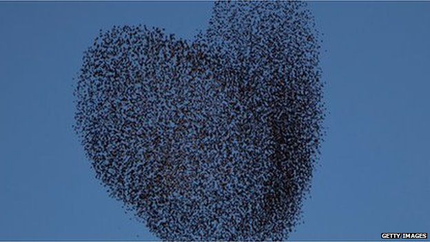Migrating starlings in southern Israel