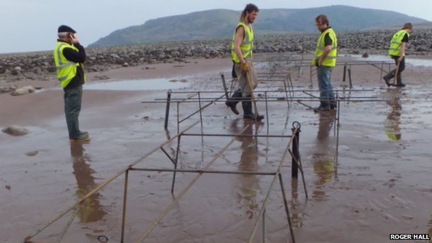 Oyster trestles being staked to the seabed