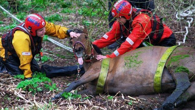 Horse rescued from the River Irwell