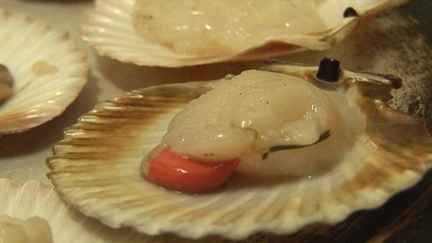 Queenie scallops