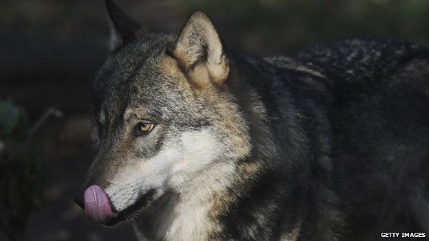 Czech Republic: Wolves return after a century absence - BBC News