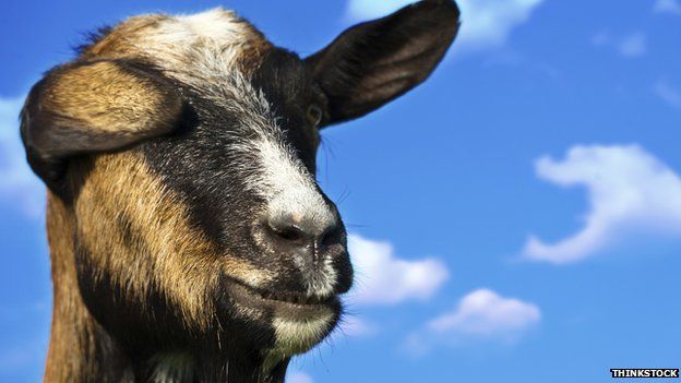 Goat against the sky