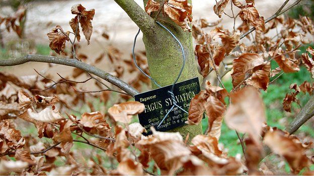 Common beech, Harcourt Arboretum (Image: BBC)