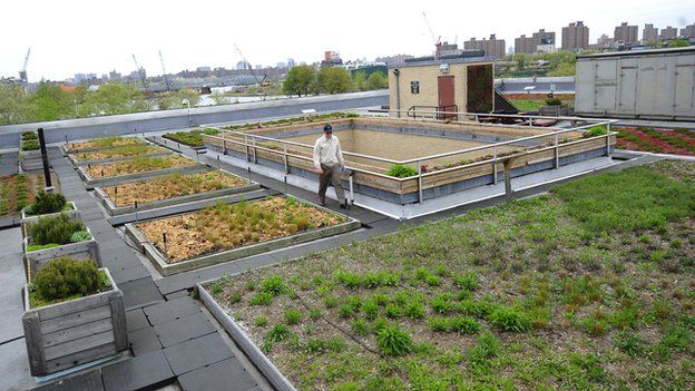 Green roof in New York