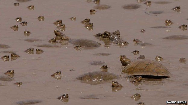 Tortoises in Casanare