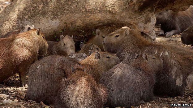 Capybaras in Casanare