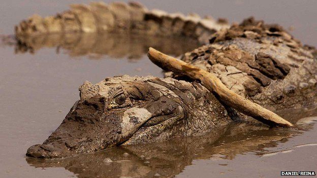 Crocodile in Casanare