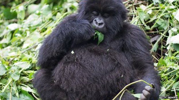 A mountain gorilla in Virunga National Park in the Democratic Republic of Congo