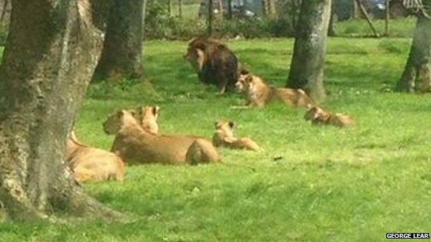 Lions at Longleat
