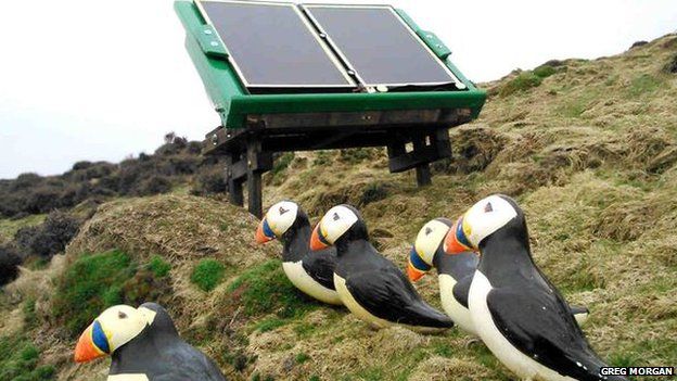 Fibreglass puffins and the solar-powered sound system