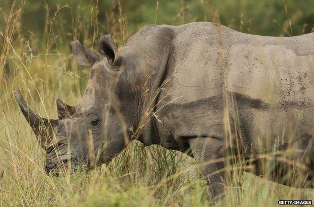 A rhino in Kruger National Park in Skukuza, South Africa, February 2013