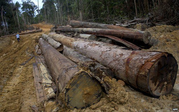 Logging in Indonesia