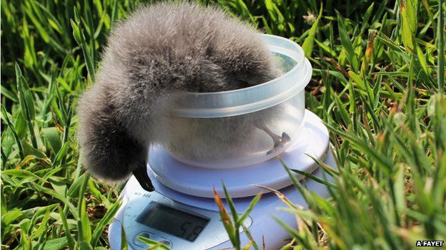 Manx shearwater chick being weighed on Skokholm island