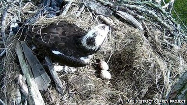 Bassenthwaite Female Osprey Lays Second Egg Bbc News