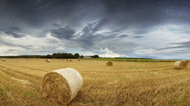 Scottish independence: How might a 'Yes' vote impact on farmers? - BBC News