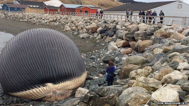 Photo of beached whale carcass in Trout River