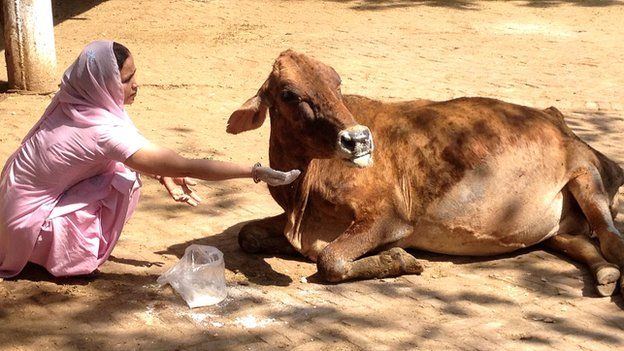 Woman feeding a cow