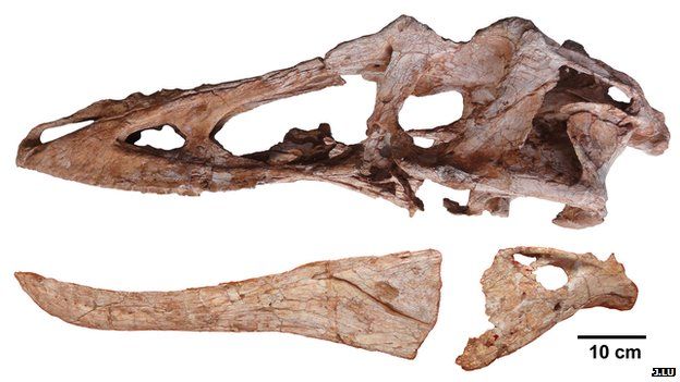 Skull of Qianzhousaurus