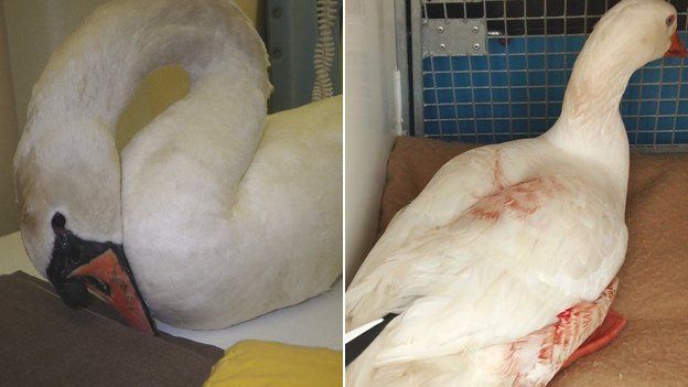 Swan and goose with crossbow injuries